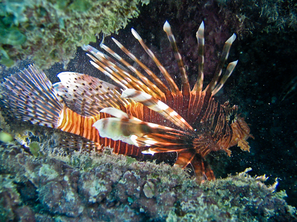 Lion Fish