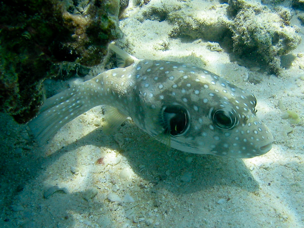 Puffer fish in Guam