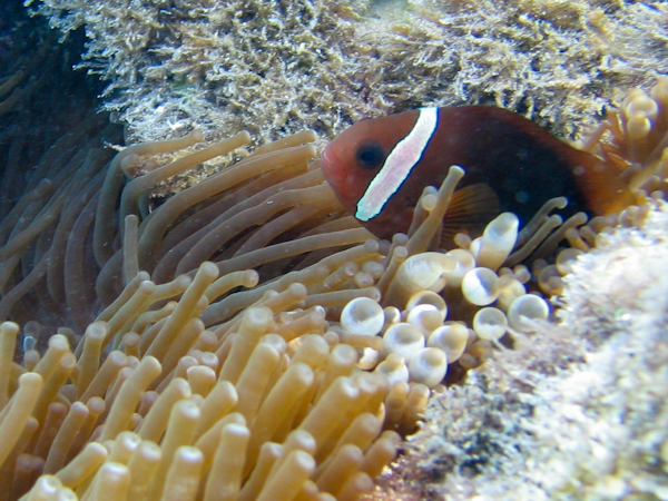 Nemo Fish in Guam