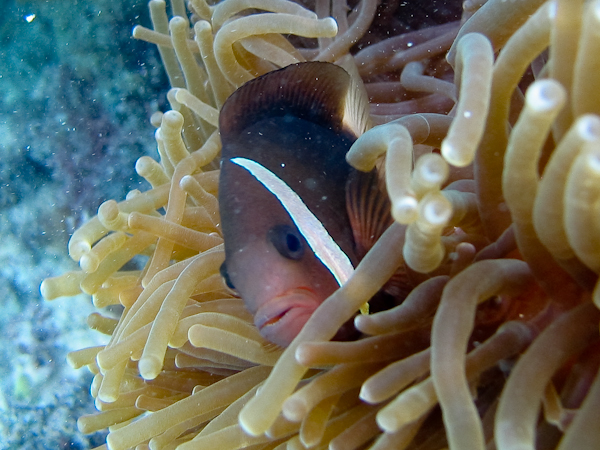 Nemo Fish in Guam